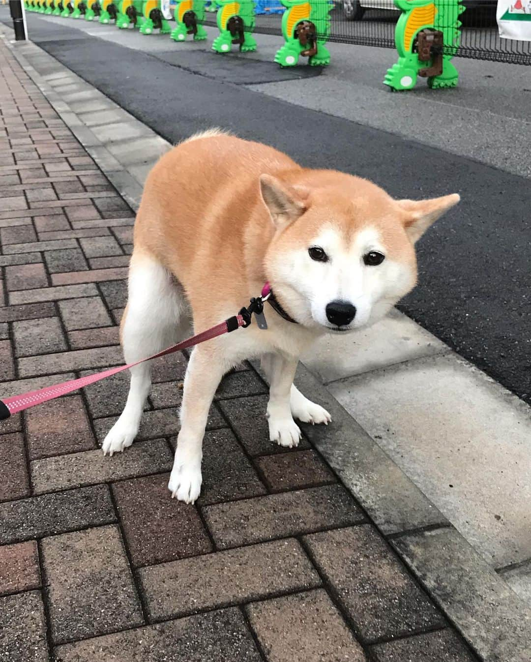 柴犬のモモさんのインスタグラム写真 - (柴犬のモモInstagram)「おはようございます。今朝のモモさん #いぬ #イヌ #犬 #柴犬 #赤柴 #日本犬 #犬バカ部 #ふわもこ部 #いぬら部 #癒しわんこ #柴犬マニア #犬のいる暮らし #口角キュキュッと部 #shiba #shibainu #shibadog #dogstagram #dogsofinstagram #shibastagram #shibasofinstagram #shibamania #inu #instadog #toyota_dog」12月12日 7時48分 - shi_ba_i_nu_momo