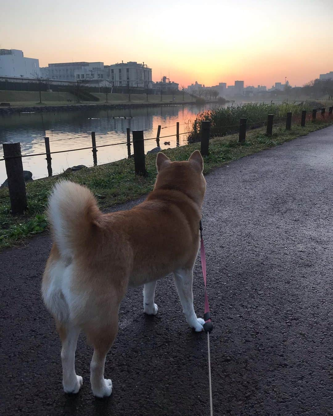 柴犬のモモさんのインスタグラム写真 - (柴犬のモモInstagram)「おはようございます。今朝のモモさん #いぬ #イヌ #犬 #柴犬 #赤柴 #日本犬 #犬バカ部 #ふわもこ部 #いぬら部 #癒しわんこ #柴犬マニア #犬のいる暮らし #口角キュキュッと部 #shiba #shibainu #shibadog #dogstagram #dogsofinstagram #shibastagram #shibasofinstagram #shibamania #inu #instadog #toyota_dog」12月12日 7時48分 - shi_ba_i_nu_momo