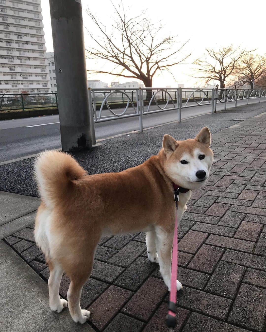 柴犬のモモさんのインスタグラム写真 - (柴犬のモモInstagram)「おはようございます。今朝のモモさん #いぬ #イヌ #犬 #柴犬 #赤柴 #日本犬 #犬バカ部 #ふわもこ部 #いぬら部 #癒しわんこ #柴犬マニア #犬のいる暮らし #口角キュキュッと部 #shiba #shibainu #shibadog #dogstagram #dogsofinstagram #shibastagram #shibasofinstagram #shibamania #inu #instadog #toyota_dog」12月12日 7時48分 - shi_ba_i_nu_momo