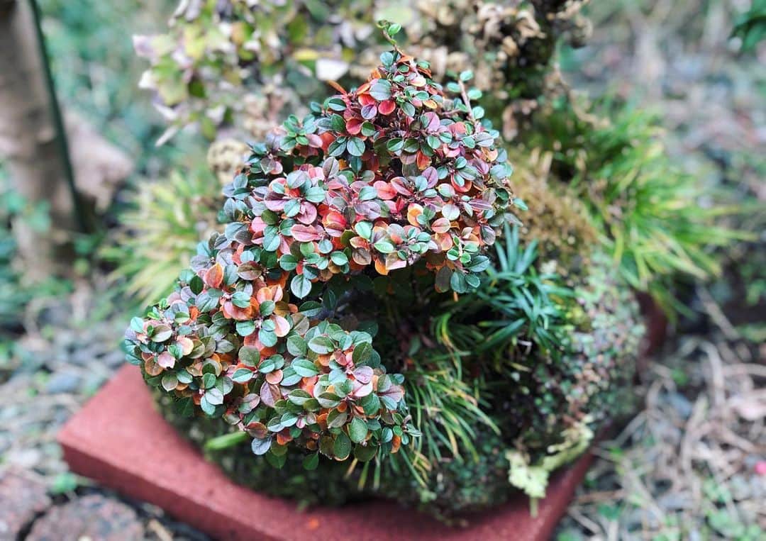 金成公信のインスタグラム：「紅葉しかけのベニシタン。これはこれでいいですね。#ベニシタン #紅紫檀 #盆栽 #bonsai #bonsaijapan #japanesebonsai #wabisabi #bonsailovers #bonsailife #bonsaitree #bonsaiart #bonsaigram #bonsaiworld #plants #tree #greenlife #greenlifestyle #苔 #moss」