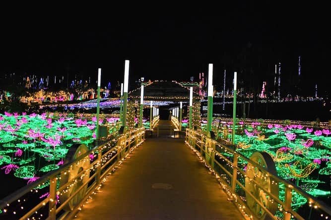 沖縄県民のおでかけ応援サイト「ちゅらとく」さんのインスタグラム写真 - (沖縄県民のおでかけ応援サイト「ちゅらとく」Instagram)「沖縄市の東南植物楽園では、毎年人気の【ひかりの散歩道】が開催中♫ * 今年7月に沖縄で初めて「日本夜景遺産」に認定された約180万球の光が、夜の植物園を幻想的な空間へとデコレーション✨ * 詳しくは「ちゅらとく　ひかりの散歩道」で検索👀 * #ちゅらとく #おでかけ情報 #おでかけ #おでかけスポット #イルミネーション #東南植物楽園 #ひかりの散歩道 #沖縄 #デート #植物園」12月12日 17時37分 - churatoku