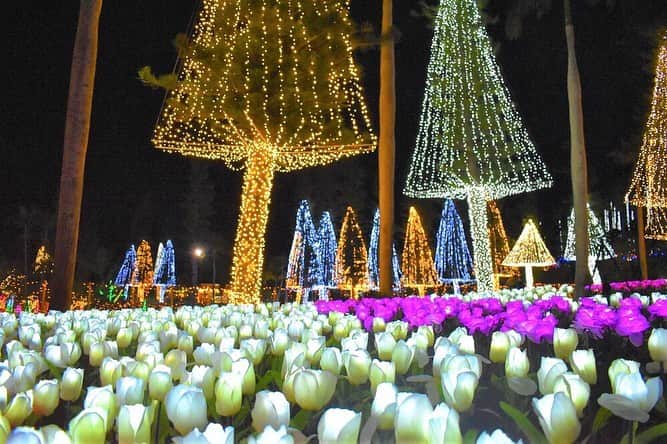 沖縄県民のおでかけ応援サイト「ちゅらとく」さんのインスタグラム写真 - (沖縄県民のおでかけ応援サイト「ちゅらとく」Instagram)「沖縄市の東南植物楽園では、毎年人気の【ひかりの散歩道】が開催中♫ * 今年7月に沖縄で初めて「日本夜景遺産」に認定された約180万球の光が、夜の植物園を幻想的な空間へとデコレーション✨ * 詳しくは「ちゅらとく　ひかりの散歩道」で検索👀 * #ちゅらとく #おでかけ情報 #おでかけ #おでかけスポット #イルミネーション #東南植物楽園 #ひかりの散歩道 #沖縄 #デート #植物園」12月12日 17時37分 - churatoku