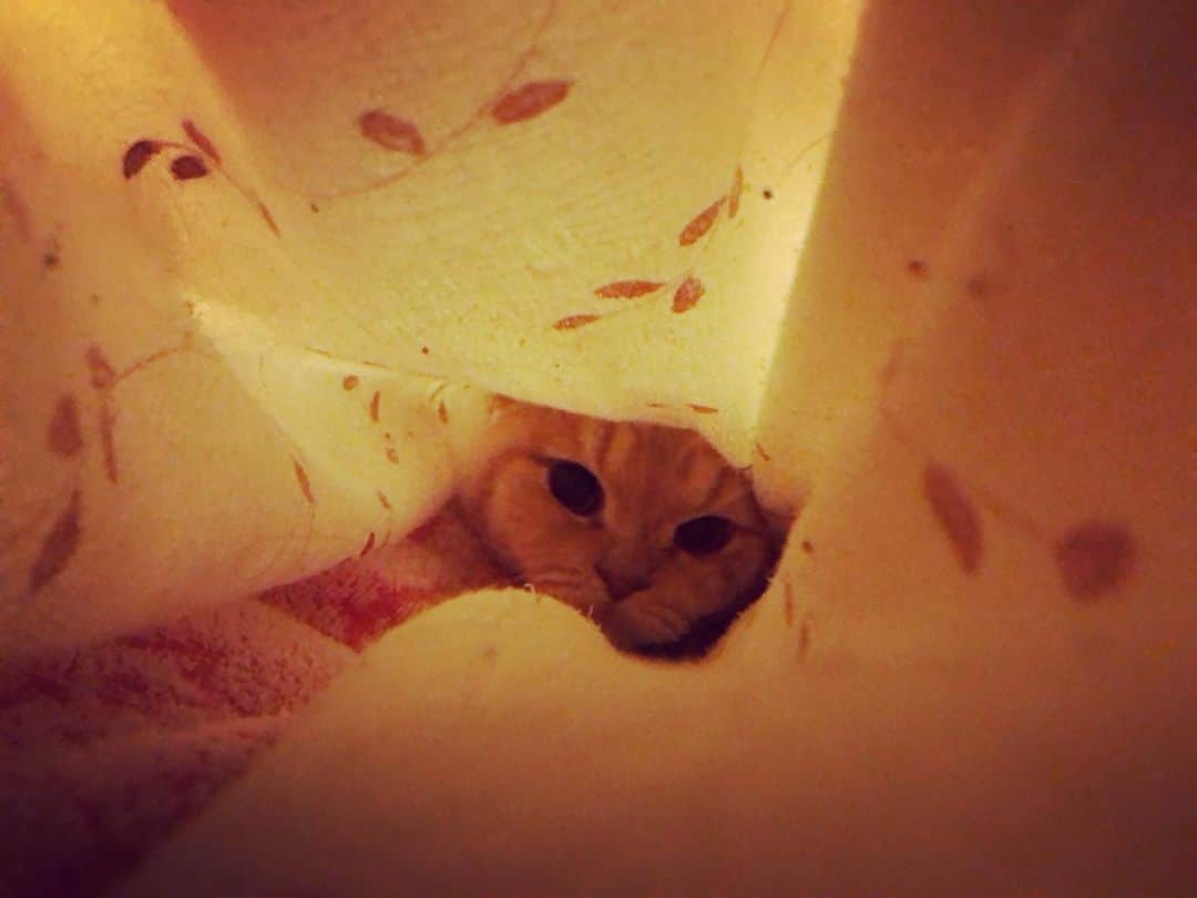 相馬有紀実のインスタグラム：「のぞきみもへい。  #すこてぃっしゅふぉーるど  #猫のいる暮らし  #ねこすきさんと繋がりたい #もへい」