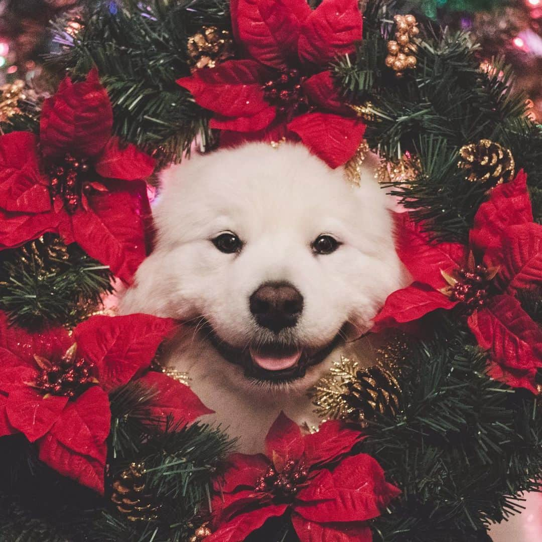 Loki the Corgiさんのインスタグラム写真 - (Loki the CorgiInstagram)「Need help decorating? These 2 are for hire 🐶🐻🎄」12月12日 10時35分 - lokistagram