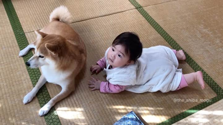 Moguのインスタグラム：「. おはようございますなの。 Good morning. #お庭を眺める #口をもごもごさせる #あくびをする #リンクする2人 #ばあばんち . @the_shiba_mogu  #柴犬 #shibainu #shiba#赤柴 #redshiba#犬 #dog#しばいぬ#nannydog#犬と子供#子供と犬#柴犬と子供#柴#赤ちゃんと犬#犬と赤ちゃん#柴犬と赤ちゃん#赤ちゃんと柴犬#柴犬のいる暮らし#子守犬」