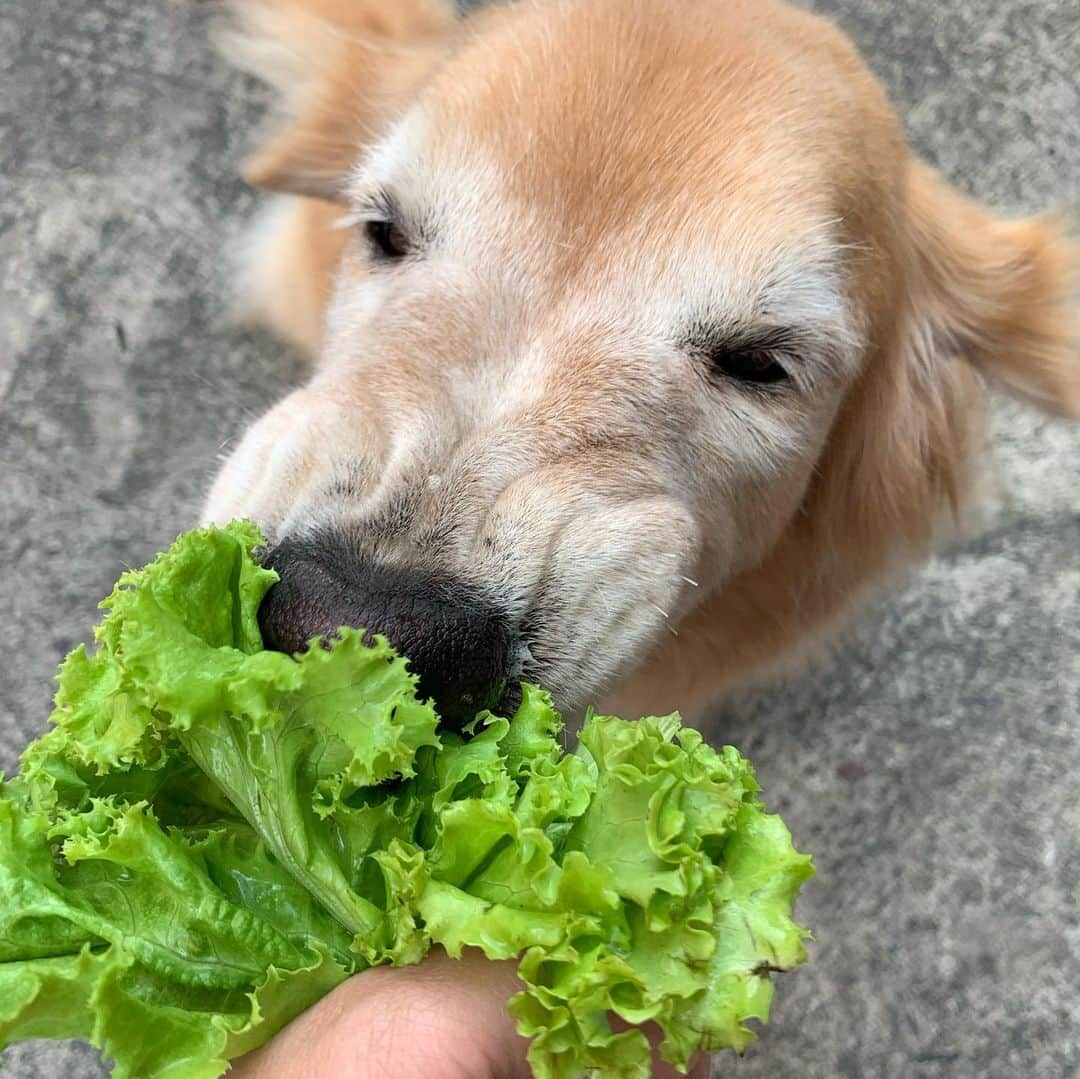 tamatamagoさんのインスタグラム写真 - (tamatamagoInstagram)「朝のレタス🥬の後は、#短足の会　の集いに参加しました😆 . . Morning walk🐶 . .  今年はタイ、涼しい時期がいつもより長いんだそうです😃 いつも数日…な気がしてたけど、今月いっぱい涼しいという噂。 マオちゃんの居る南部は、一番影響が少なく(よって涼しい時期も北の方ほど涼しくない)けど、それでもいつもより歩きやすくて嬉しいです😃 なんと散歩中のマオちゃんのベロも👅いつもより短めなんですよ‼️ (三枚目) 別犬みたい🤣🤣🤣 . .  2019/12/12 . .  #ゴールデンレトリバー #goldenretrieverlover #goldenretriever #ilovegolden_retrievers #welovegoldens」12月12日 11時04分 - tamatamago