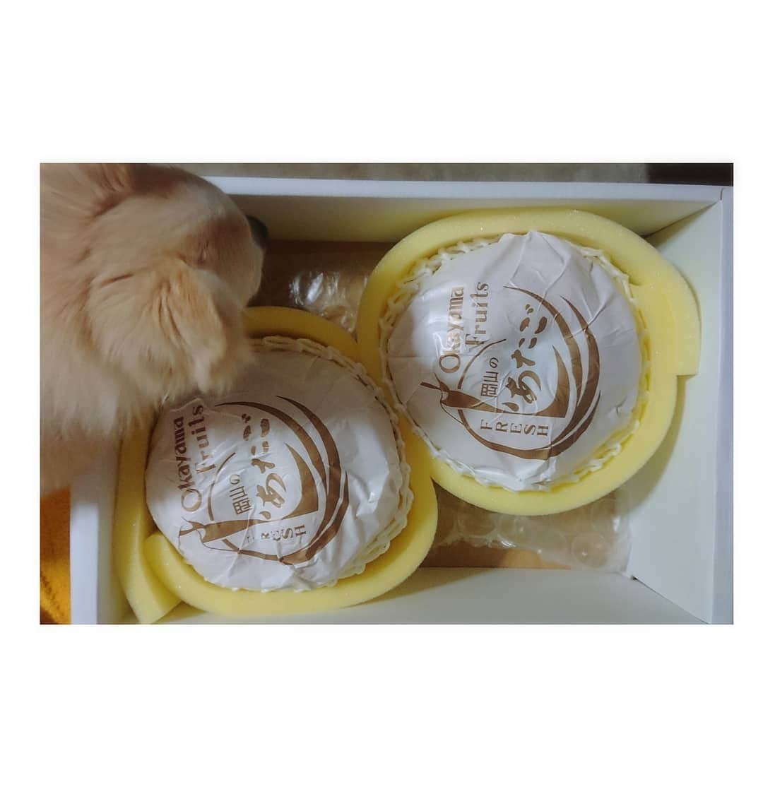 のインスタグラム：「ボーリング球のような大きい梨をいただきました～✨✨ 大きいのに美味しくてすごい✨✨ 感謝✨✨⤴️ 今日も良い１日を～🌈 #あたご梨 #岡山」