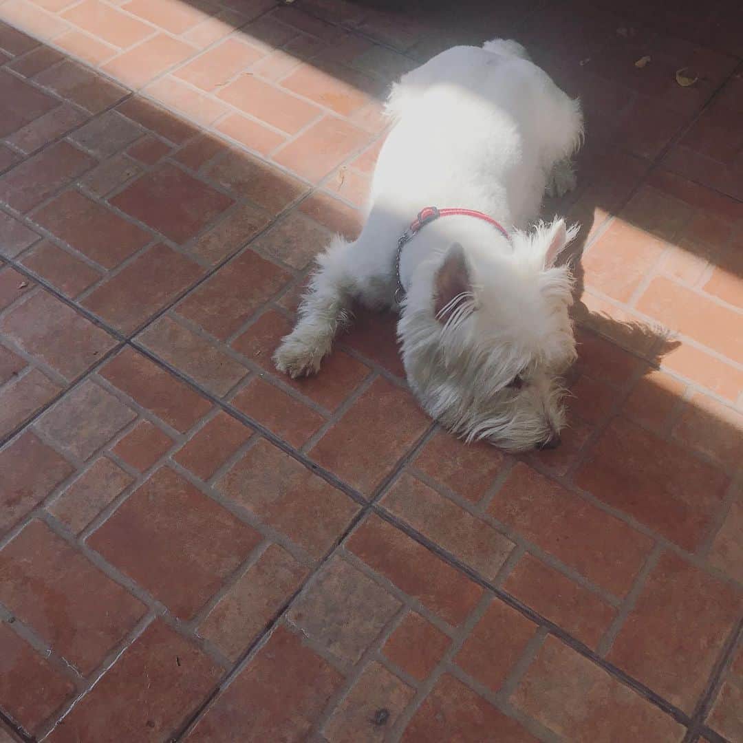 Hoykong&Plamuekのインスタグラム：「Lazy day」
