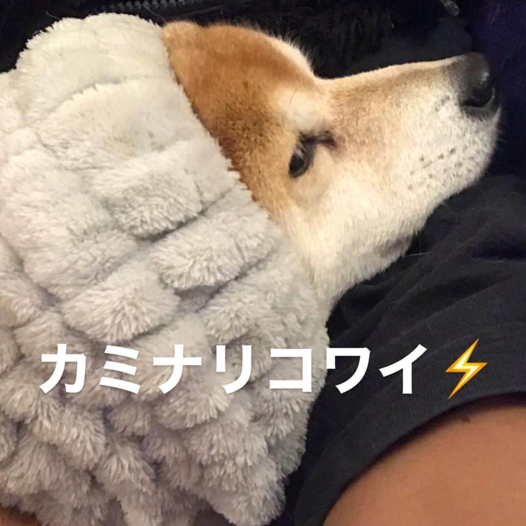 マル子さんのインスタグラム写真 - (マル子Instagram)「大体高いところで威張る王様👑 だけどカミナリ⚡️は怖いのw  #マル子  #マル子王  #ギリギリマル子  #民がおらぬぞ  #カミナリコワイ」12月12日 12時45分 - tomikago