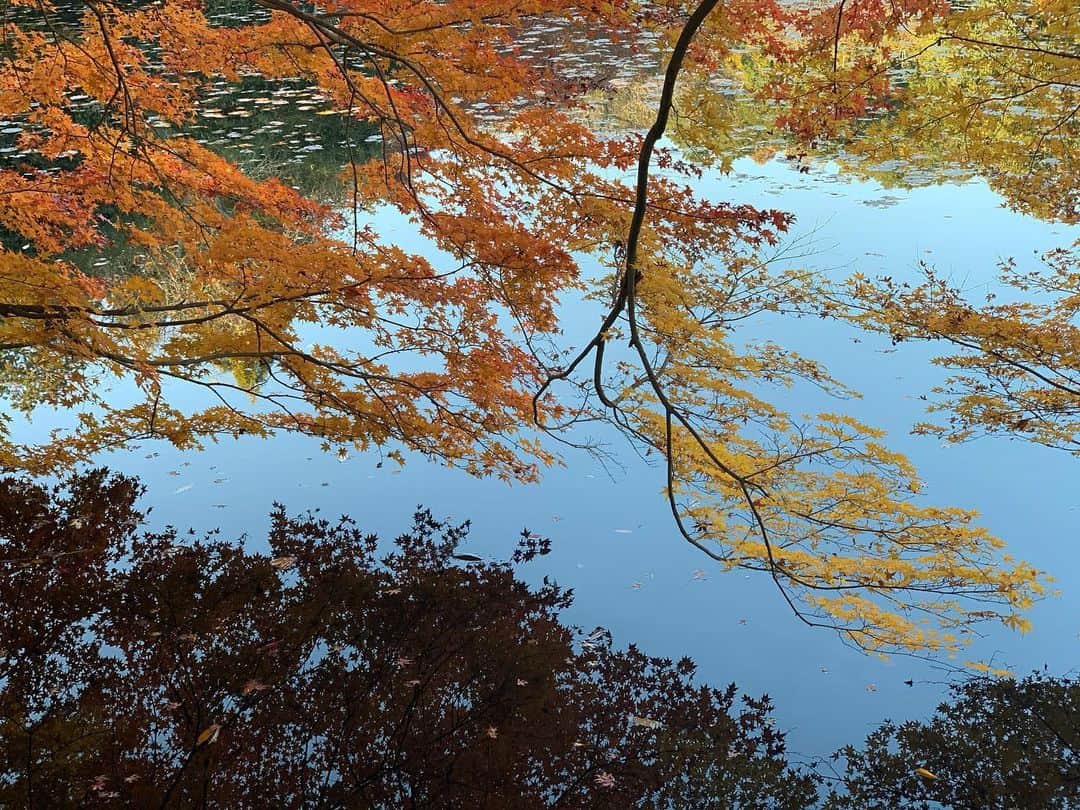 加弥乃さんのインスタグラム写真 - (加弥乃Instagram)「‪青空に映える紅葉と、水面に映る紅葉🍁 #kyoto‬」12月12日 13時11分 - kayano210