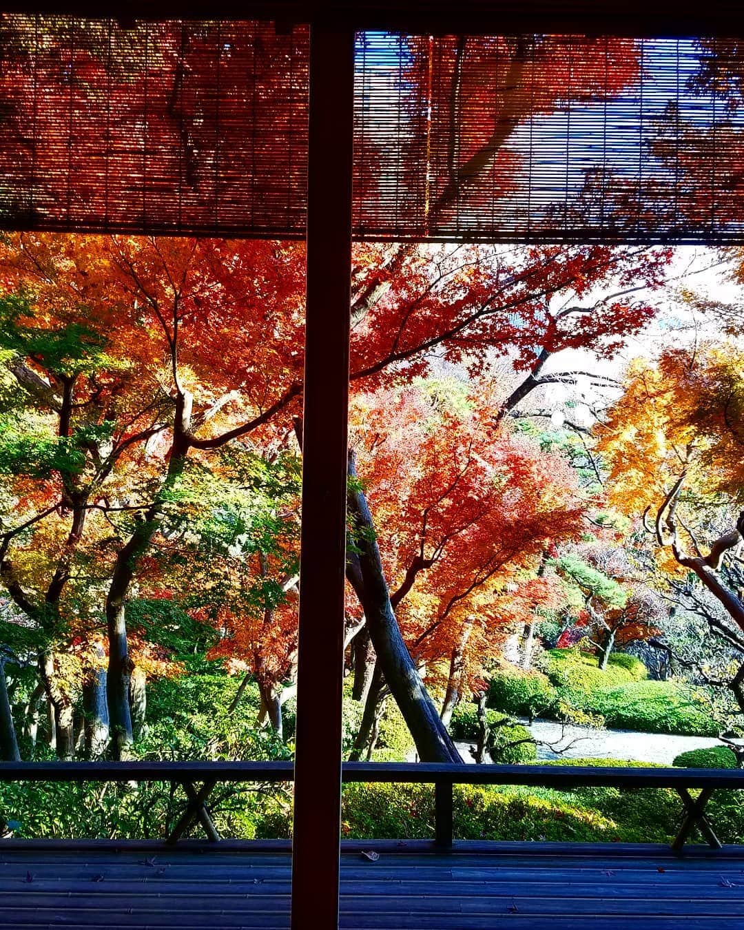 黒田啓蔵さんのインスタグラム写真 - (黒田啓蔵Instagram)「今日は、八方園で撮影をしています。 それにしても暖かいですね。 師走なのにね。 #白金 #八方園 #撮影📷#着物 #紅葉 #庭園」12月12日 13時32分 - kurodakeizo