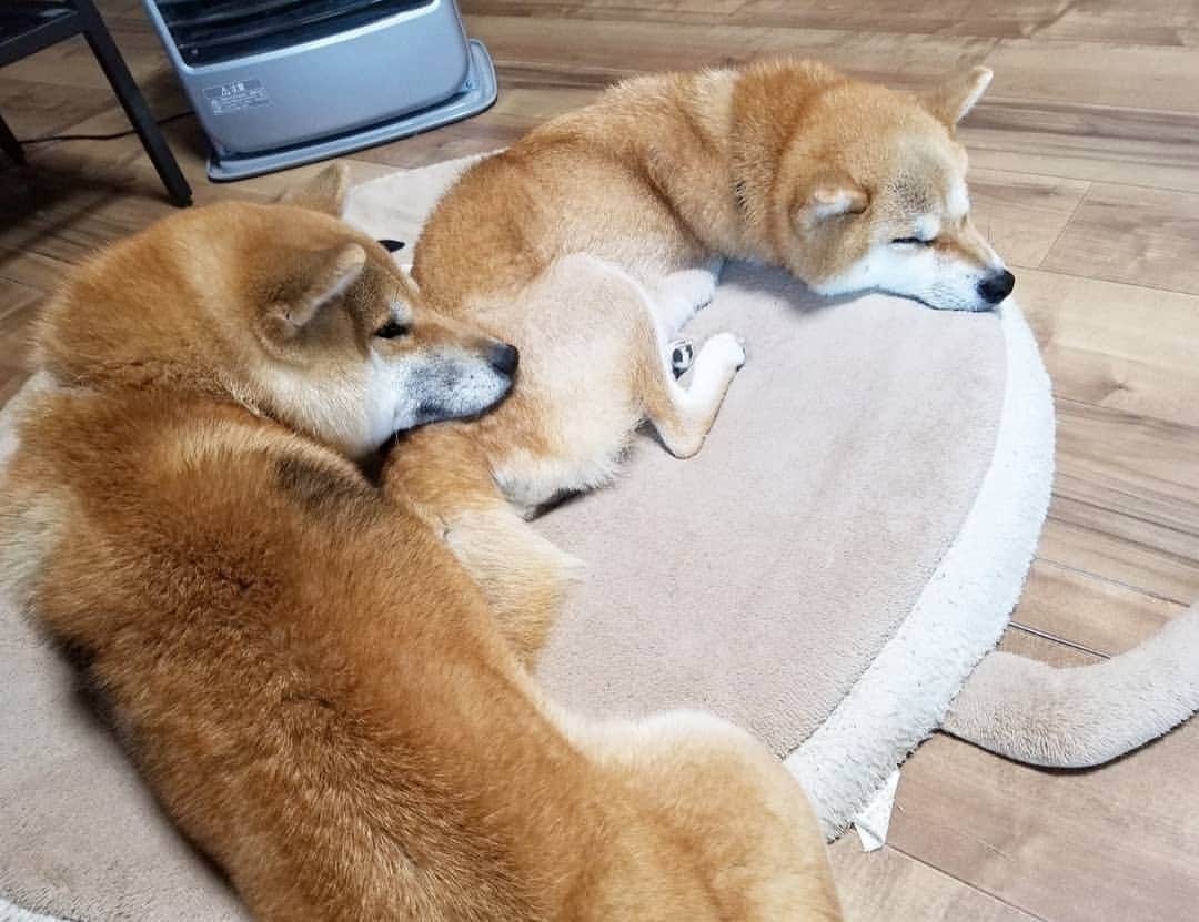 柴犬たま Shibainu Tamaさんのインスタグラム写真 - (柴犬たま Shibainu TamaInstagram)「この時期定番の親子仲良しショット😚💕 * Caption trans🇬🇧 When they get cold, they sleep together in front of the heater.  Lovely😚💕 * #柴犬たま #たママ #たまーば #たま家族 #柴犬ミケ #ミケママ #ストーブ前が定位置 #仲良し親子 #親子シンクロ #似た者親子 #足クロス #たマダム #あご乗せ #後頭部フェチ #かなりひし形 #柴犬 #shiba #shibainu #shibastagram #犬 #dog #多頭飼い」12月12日 13時41分 - tama7653