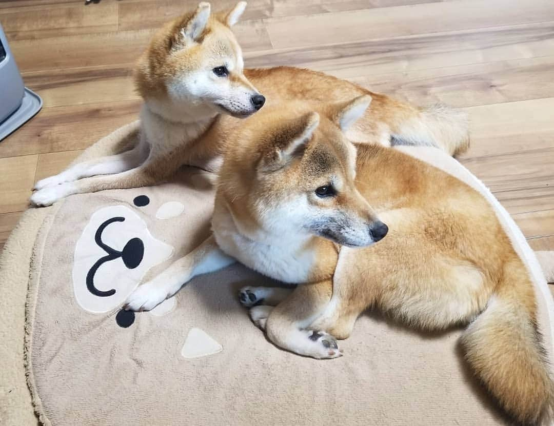 柴犬たま Shibainu Tamaさんのインスタグラム写真 - (柴犬たま Shibainu TamaInstagram)「この時期定番の親子仲良しショット😚💕 * Caption trans🇬🇧 When they get cold, they sleep together in front of the heater.  Lovely😚💕 * #柴犬たま #たママ #たまーば #たま家族 #柴犬ミケ #ミケママ #ストーブ前が定位置 #仲良し親子 #親子シンクロ #似た者親子 #足クロス #たマダム #あご乗せ #後頭部フェチ #かなりひし形 #柴犬 #shiba #shibainu #shibastagram #犬 #dog #多頭飼い」12月12日 13時41分 - tama7653