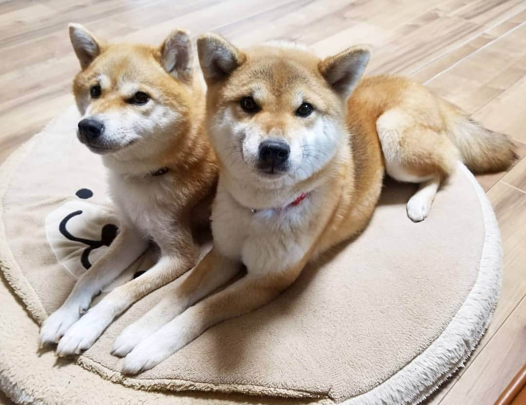 柴犬たま Shibainu Tamaのインスタグラム