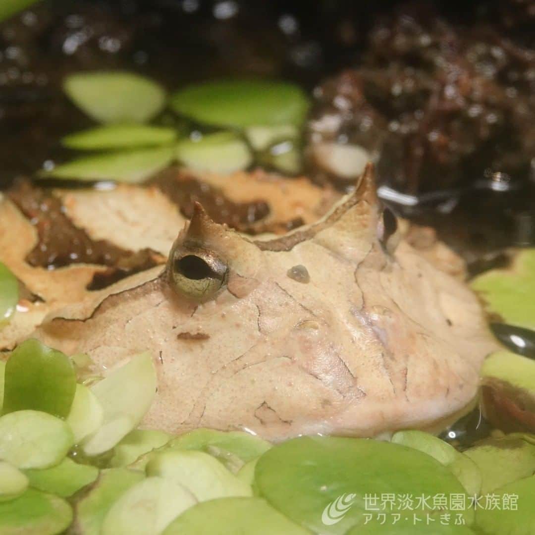 世界淡水魚園水族館 アクア・トト ぎふのインスタグラム：「アマゾンツノガエルが展示に仲間入りしました！！ 水辺の浮草に身を隠している様子をほのぼの見ていたのですが、カエル自身は「いつでも食べ物よ来い！」などと思っているのでしょうか。 水槽を見ていると妄想が膨らみますね！  https://aquatotto.com/about/news/detail.php?p=7555  #アクアトト #アクアトト岐阜 #アクアトトぎふ #水族館#aquarium#カエル#アマゾンツノガエル#surinamhornedfrog#Ceratophryscornuta」