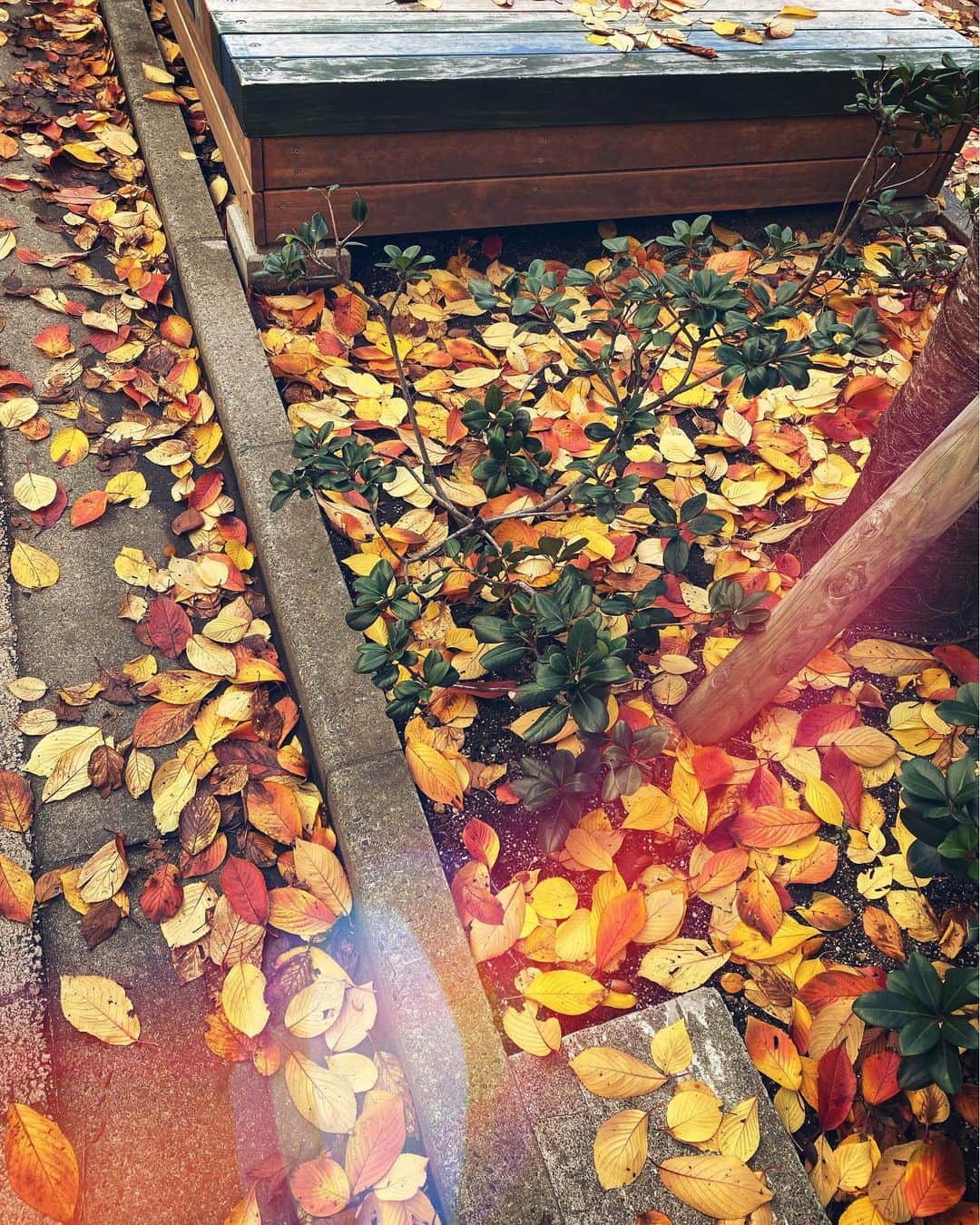 寺崎裕香のインスタグラム：「落ち葉の🍂絨毯  今日は暖かくて過ごしやすい日でしたね♪」