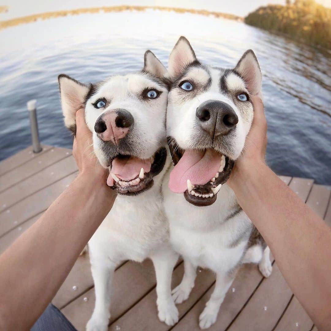 DogsOf Instagramのインスタグラム：「Meet @2husketeers  #dogsofinstagram」