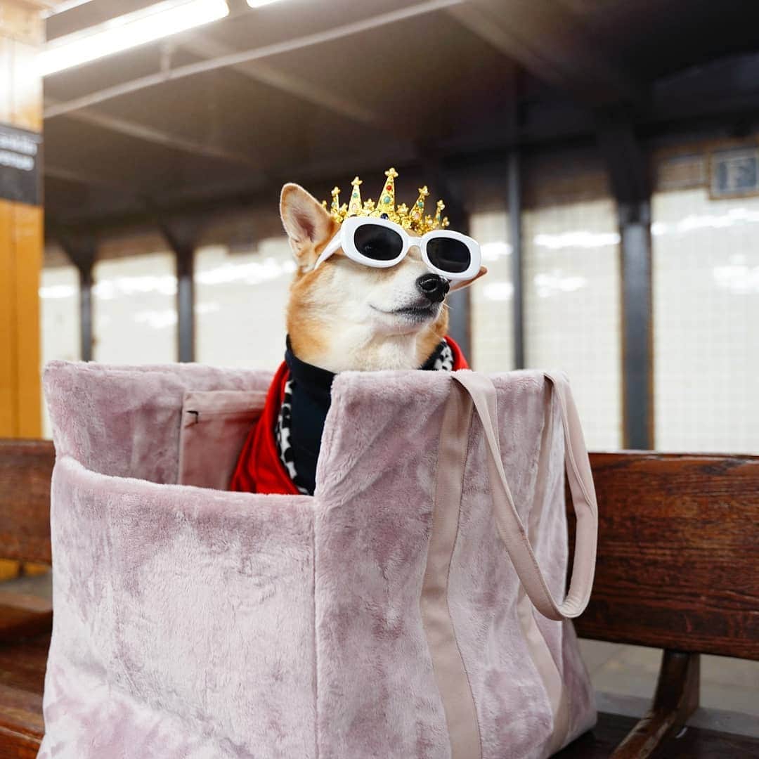 Menswear Dogさんのインスタグラム写真 - (Menswear DogInstagram)「Waiting for my train like 😎👑 Commuting like a King today thanks to @klarna.usa's #KlarnaDoggyBag  #WhosAGoodShopper #klarnapartner」11月19日 1時55分 - mensweardog