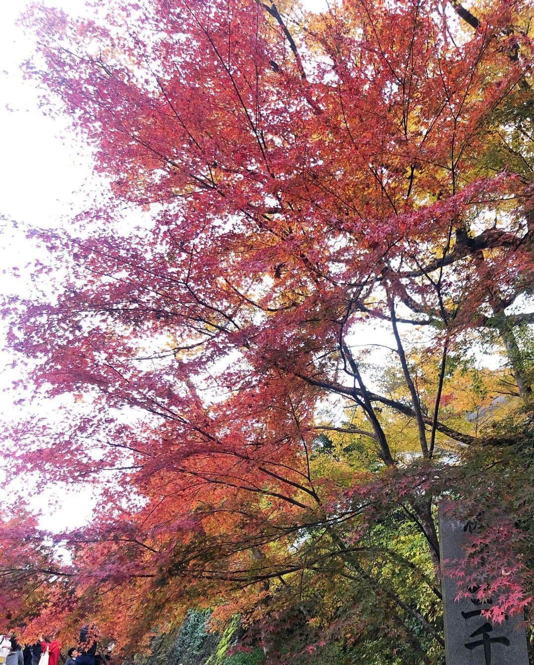 前田彩名さんのインスタグラム写真 - (前田彩名Instagram)「山登り〜お風呂〜鳥すき〜三千院  お腹はちきれそうだったので、 歩いて消費しよう！と。笑  きょうと〜おおはら、さんぜんいん♬ って歌いたくなるよね。笑  紅葉、木によっては遅かったり 早かったりしたものの綺麗でした🍁」11月19日 1時55分 - ayana.maeda