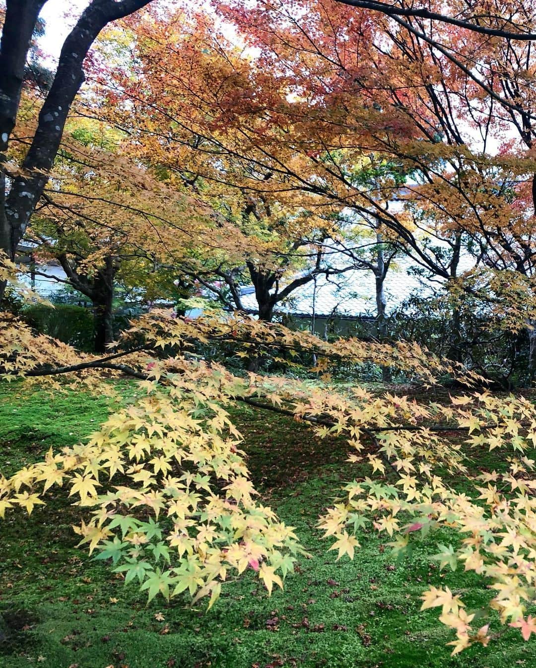 前田彩名さんのインスタグラム写真 - (前田彩名Instagram)「山登り〜お風呂〜鳥すき〜三千院  お腹はちきれそうだったので、 歩いて消費しよう！と。笑  きょうと〜おおはら、さんぜんいん♬ って歌いたくなるよね。笑  紅葉、木によっては遅かったり 早かったりしたものの綺麗でした🍁」11月19日 1時55分 - ayana.maeda