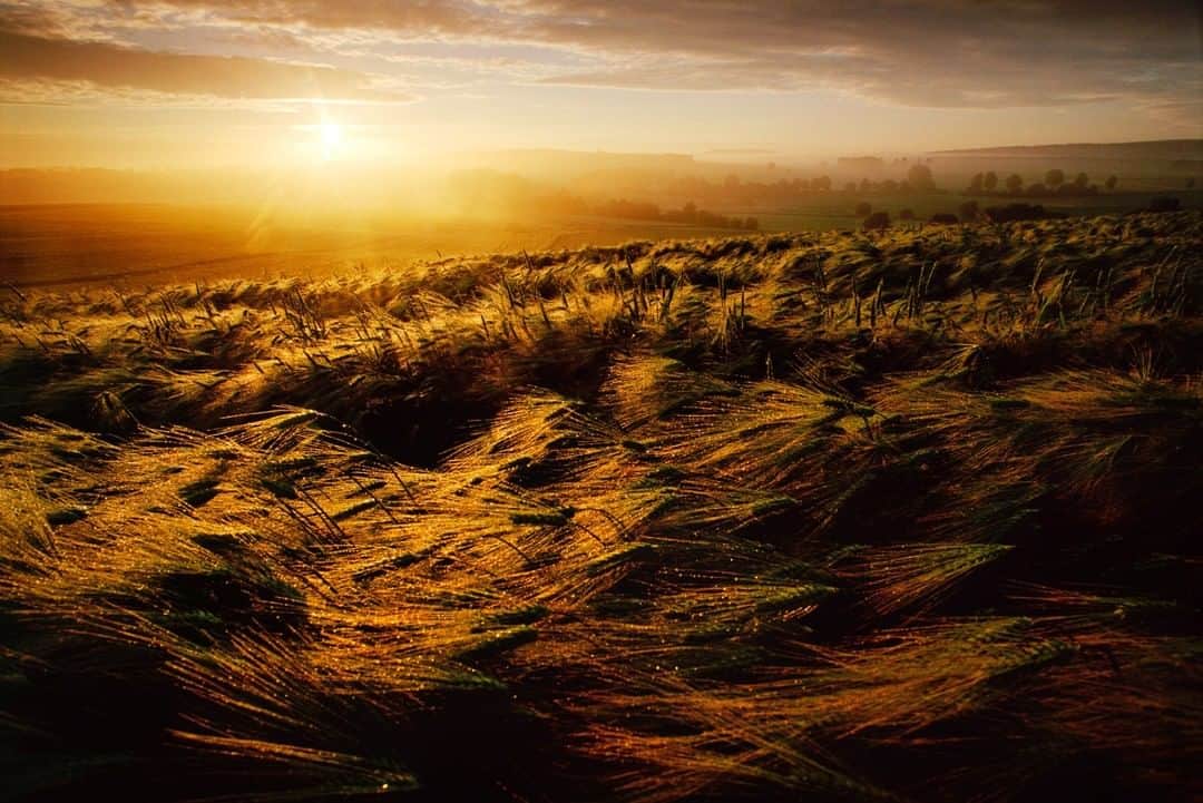 National Geographic Travelさんのインスタグラム写真 - (National Geographic TravelInstagram)「Photo by @gerdludwig | The sun rises above a barley field just outside Alsfeld, the small German town where I was born. Located at the northern hills of the Vogelsberg—a large volcanic mountain range—the rolling slopes are part of the East Hesse Highlands and fall on the German Fairy Tale Route, a tourist attraction centered on the iconic stories by the brothers Grimm. @thephotosociety @natgeoimagecollection #Alsfeld #Germany #GrimmBrothers #Vogelsberg」11月18日 18時08分 - natgeotravel