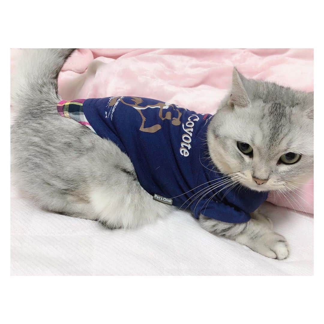 山谷花純さんのインスタグラム写真 - (山谷花純Instagram)「‪好きな事も嫌いな事も同じ数ある。‬ ‪楽しい日も楽しく無い日も同じ数ある。‬ ‪まるは、世界で1番可愛い猫さんです。‬ ‪毎日特別可愛いです。‬ ‪私は、女優です。‬ ‪ただ、特別な人間じゃないです。‬ #ミヌエット #まるとの生活 #にゃんすたぐらむ」11月18日 18時01分 - kasuminwoooow