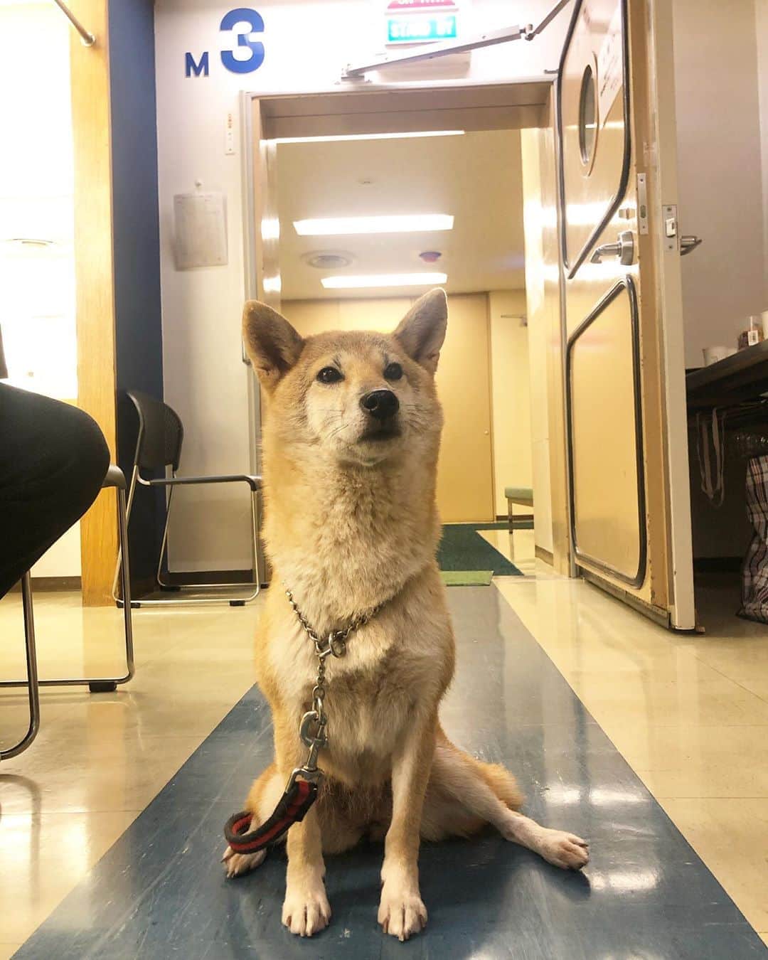 のインスタグラム：「#シロ✍️ 今夜8時57分からの 「アイ・アム・冒険少年」に、 みこ兄・沙羅ちゃん・廉兄・藍くん ４人そろってVTR出演するんだって‼️ なんだか楽しそうなゲームしてる😳🧡 シロもやりたかったワン💧 でもシロにはこのスタジオを護るという使命が… ここから離れられない責務が… ある気がするワン🐕✨ * #門番花巻家🏠 #4分間のマリーゴールド #よんまり #第7話は11月22日金曜よる10時 #福士蒼汰 #菜々緒 #桐谷健太 #横浜流星 #tbs」