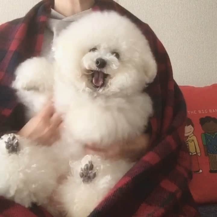 ゆうのインスタグラム：「. . 寒くなってきましたね🐶✨ アーニーさんが布団の中に 入ってくれる季節です❤️ . 外の猫ちゃん🐈には辛い季節。 エンジンルームなど暖かい車🚘 の下にいる事があるので、 乗る前には必ずバンバンして 猫ちゃんがいないか確認お願いします🙇🏻‍♀️ . . . .」