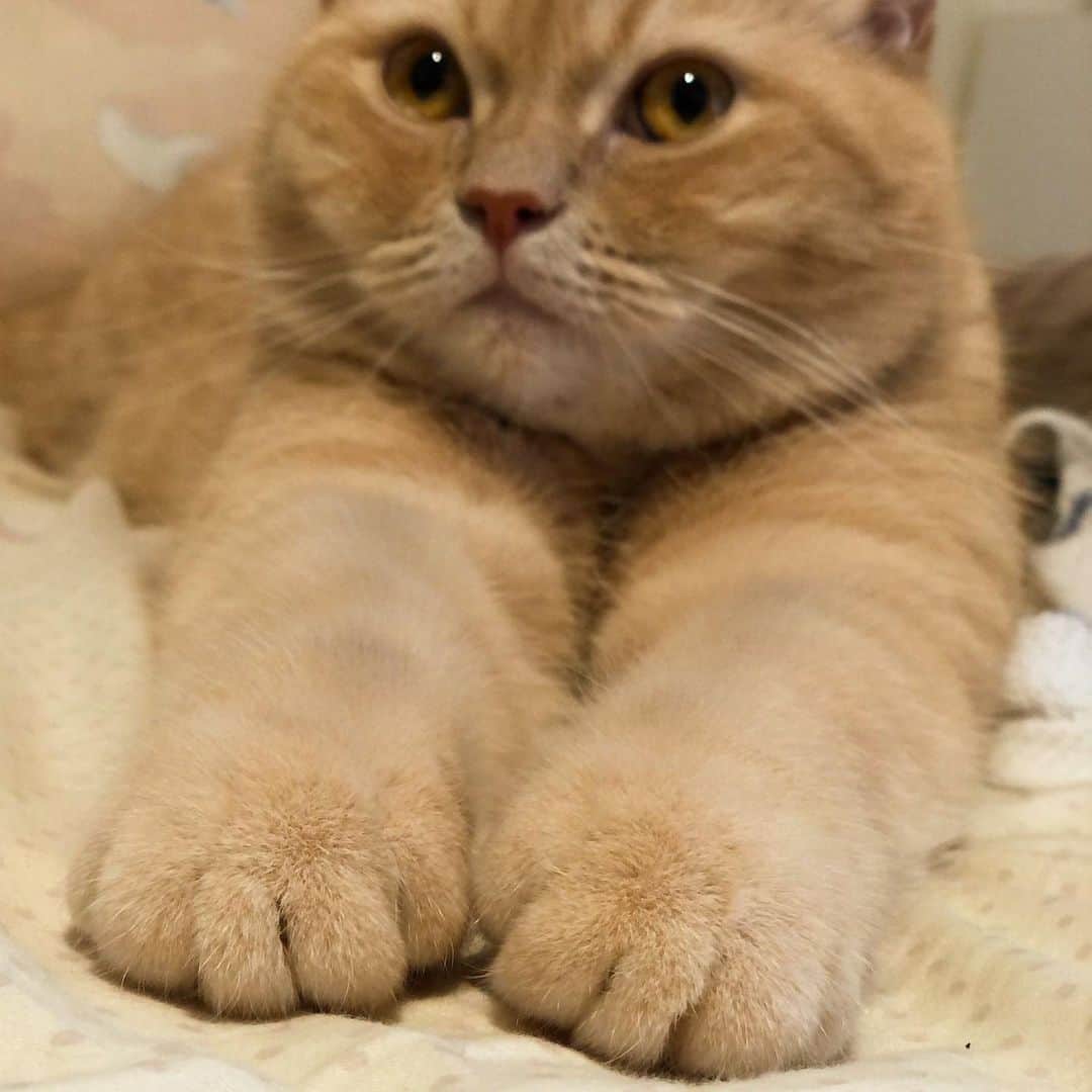 ami____5さんのインスタグラム写真 - (ami____5Instagram)「* 焼きたてパン🍞🥖🥐🥪 * * #猫#ねこ#もふもふ#ブリティッシュショートヘア#クリームタビー#にゃんすたぐらむ#まん丸ねこ部  #britishshorthair #cat #cats #catstagram #kitten #kitty #kittens #petstagram #petsagram #catoftheday #catsofinstagram #ilovemycat #instagramcats #catoftheday #lovecats #lovekittens #adorable #catlover #instacat #fluffy」11月18日 18時16分 - ami____5