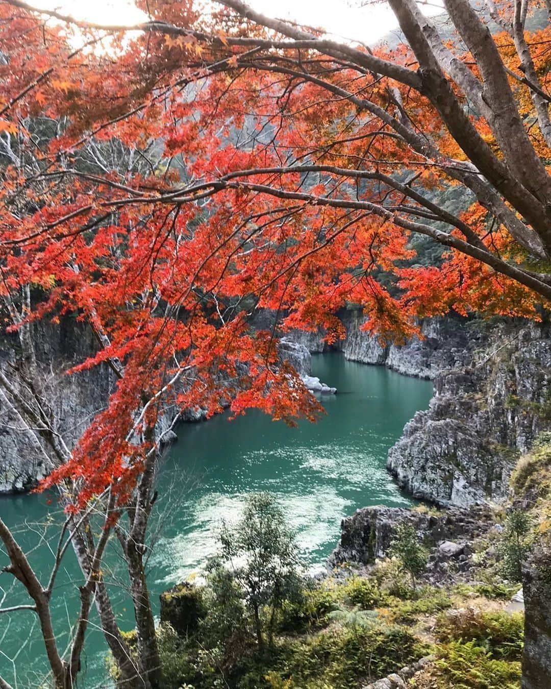 Visit Wakayamaさんのインスタグラム写真 - (Visit WakayamaInstagram)「.⠀ Fiery fall foliage brings out the striking blues of Dorokyo Gorge.⠀ 📸: @shelleyhayashi⠀ ⠀ Share your posts with #visitwakayama and @visitwakayama for a chance to be featured!」11月18日 19時00分 - visitwakayama