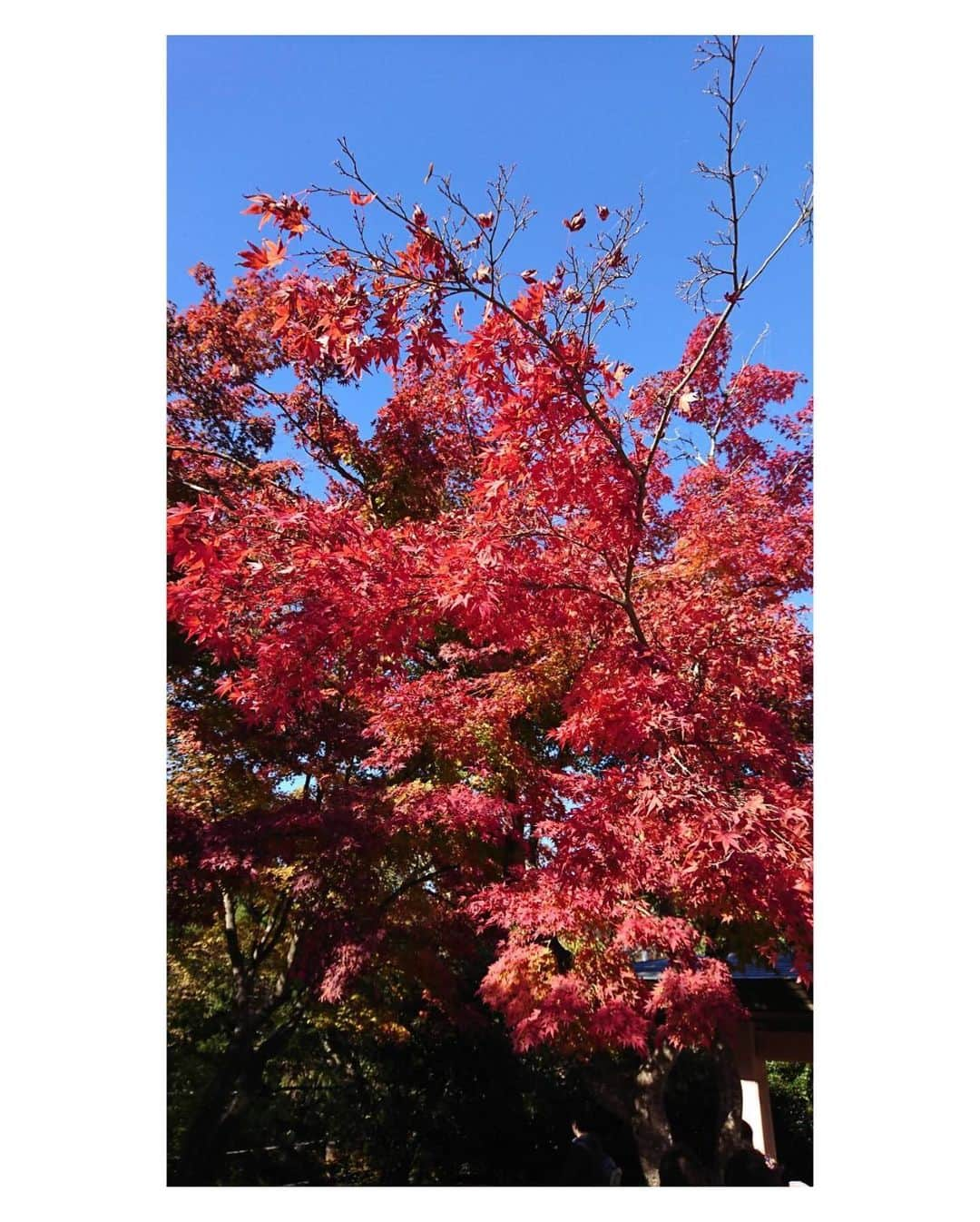 高橋万里恵さんのインスタグラム写真 - (高橋万里恵Instagram)「*﻿ 10年ぶり位に高尾山へ⛰✨﻿ .﻿ 人だかりの所には真っ赤なモミジ🍁🍁﻿ .﻿ お昼はオニギリとなめこ汁🤩﻿ .﻿ 自然の中で食べるゴハンは何であんなに美味しいのか😊﻿ .﻿ おすすめコースは、稲荷山コースからの﻿ 細田屋さんでのランチです😆🍁✨﻿ . #高尾山 #紅葉 #モミジ #細田屋のなめこ汁 #稲荷山コース #最初の階段で心が折れそうに #山頂と思ったら稲荷山 #そこから更に登って山頂へ #帰りはヒザが震えてリフト #3合分のオニギリは完食」11月18日 19時19分 - marie__takahashi