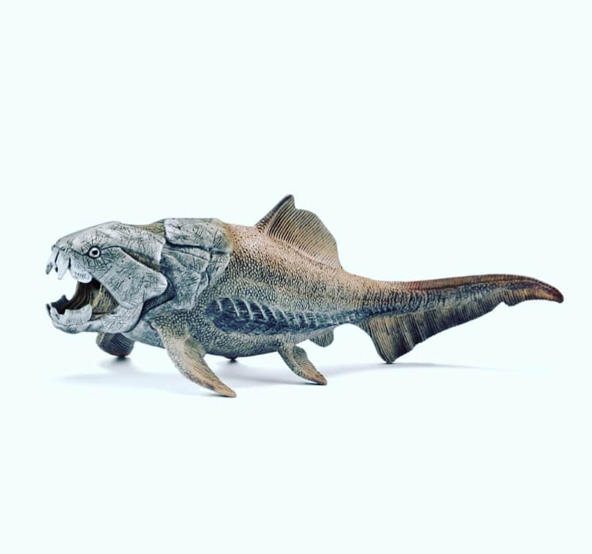 kidzoo+さんのインスタグラム写真 - (kidzoo+Instagram)「【14575  ダンクルオステウス】  ダンクルオステウスは恐竜が誕生する1億3000万年以上も前に生息していた魚。大きなサメを瞬殺で仕留め、エサがないときは仲間を食べてしまうほど恐ろしいハンターでした。発見された骨と一緒に消化されずに残った魚の化石も見つかったため、噛む力が弱く、捕らえたエサを大きな塊のまま飲み込んでいたと考えられています。ダンクルオステウスという名前は古生物学者デイビッド・ダンクルにちなんで名付けられました。 ----------------------------------- 商品の詳細はプロフィールのURLからご覧いただけます！ ☛ @kidzooplus  #シュライヒ #schleich #kidzooplus #インテリア  #フィギュア #知育玩具 #恐竜 #kids #名古屋市名東区 #名古屋 #贈り物 #プレゼント #ギフト #クリスマス #クリスマスプレゼント #クリスマス準備」11月18日 19時36分 - kidzooplus