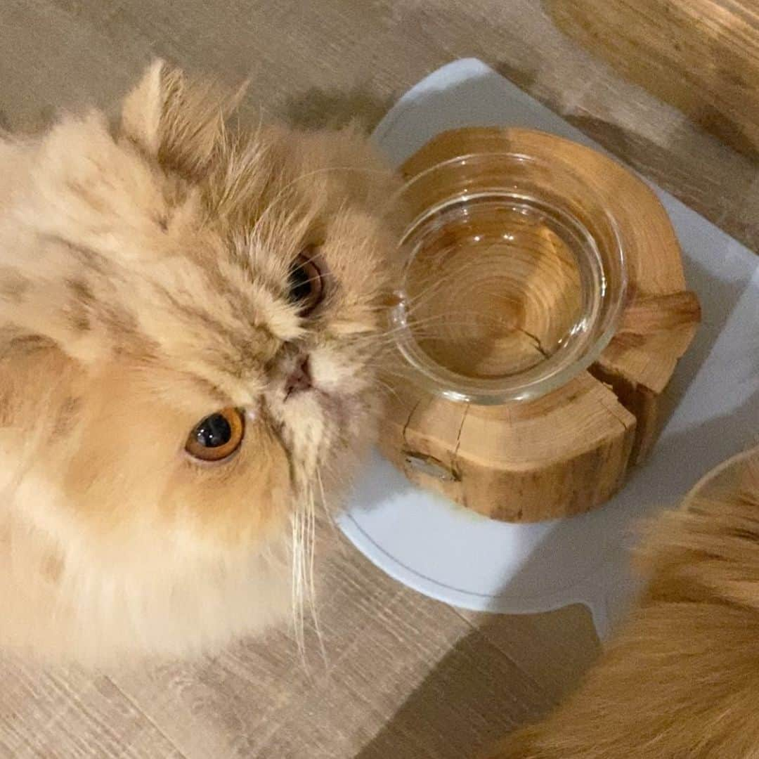 ミッシュさんのインスタグラム写真 - (ミッシュInstagram)「盗撮禁止だよ😾  #ミッシュ #水飲み猫 #撮ろうとしたら  #睨まれた 😅 #すごい目力　 #お邪魔しました  #misch1207s  #鼻ぺちゃ#cat #ねこあつめ #にゃんすたぐらむ#猫と暮らす #エキゾチックロングヘア  #ねこ #ネコ #猫  #neko #猫部 #ねこ部 #にゃんだふるらいふ #catstagram #Exoticlonghair#catlover #catsofinstagram#cats_of_instagram」11月18日 19時41分 - misch1207s