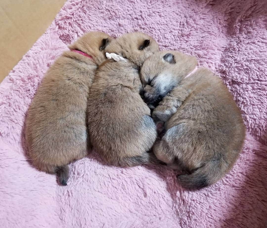 柴犬たま Shibainu Tamaさんのインスタグラム写真 - (柴犬たま Shibainu TamaInstagram)「仲良く並んでねんね🐶🐶🐶💤 * Caption trans🇬🇧 They are sleeping side by side🐶🐶🐶💤 * #たま家族 #ミケbaby #柴犬コイ #柴犬トロ #柴犬ウニ #おしゅし兄弟 #生後21日目 #仲良し3兄弟 #ふわもこ #寝顔 #すやすや #柴いなり寿司 #柴いなり #柴犬 #shiba #shibainu #shibastagram #犬 #dog #柴犬赤ちゃん #shibababy #shibainubaby #baby #多頭飼い」11月18日 19時57分 - tama7653