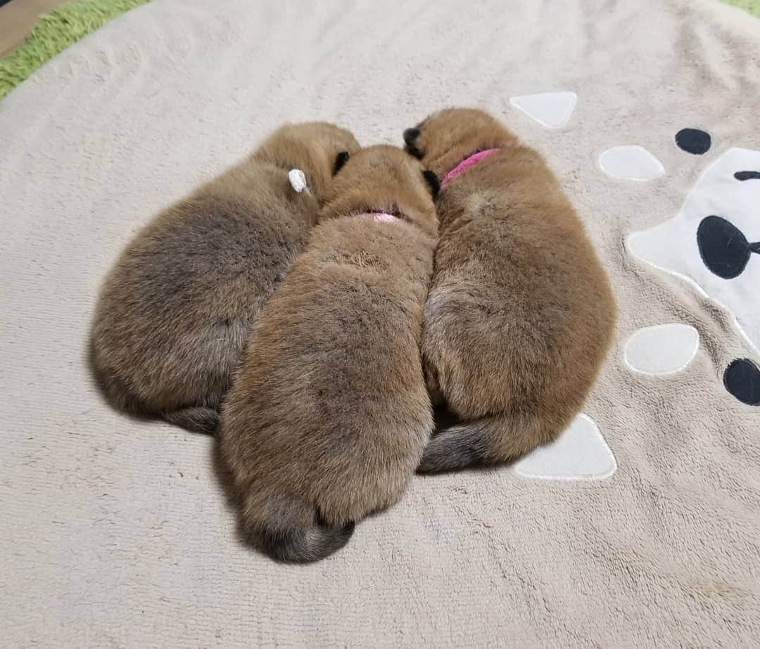 柴犬たま Shibainu Tamaさんのインスタグラム写真 - (柴犬たま Shibainu TamaInstagram)「仲良く並んでねんね🐶🐶🐶💤 * Caption trans🇬🇧 They are sleeping side by side🐶🐶🐶💤 * #たま家族 #ミケbaby #柴犬コイ #柴犬トロ #柴犬ウニ #おしゅし兄弟 #生後21日目 #仲良し3兄弟 #ふわもこ #寝顔 #すやすや #柴いなり寿司 #柴いなり #柴犬 #shiba #shibainu #shibastagram #犬 #dog #柴犬赤ちゃん #shibababy #shibainubaby #baby #多頭飼い」11月18日 19時57分 - tama7653