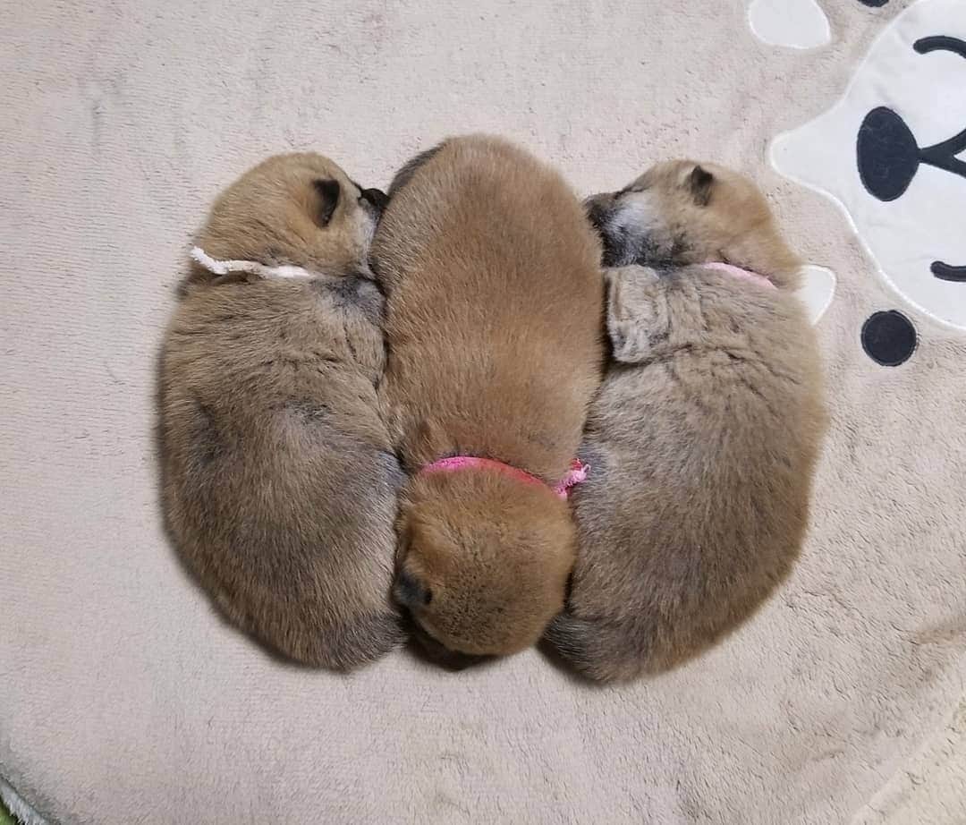 柴犬たま Shibainu Tamaさんのインスタグラム写真 - (柴犬たま Shibainu TamaInstagram)「仲良く並んでねんね🐶🐶🐶💤 * Caption trans🇬🇧 They are sleeping side by side🐶🐶🐶💤 * #たま家族 #ミケbaby #柴犬コイ #柴犬トロ #柴犬ウニ #おしゅし兄弟 #生後21日目 #仲良し3兄弟 #ふわもこ #寝顔 #すやすや #柴いなり寿司 #柴いなり #柴犬 #shiba #shibainu #shibastagram #犬 #dog #柴犬赤ちゃん #shibababy #shibainubaby #baby #多頭飼い」11月18日 19時57分 - tama7653