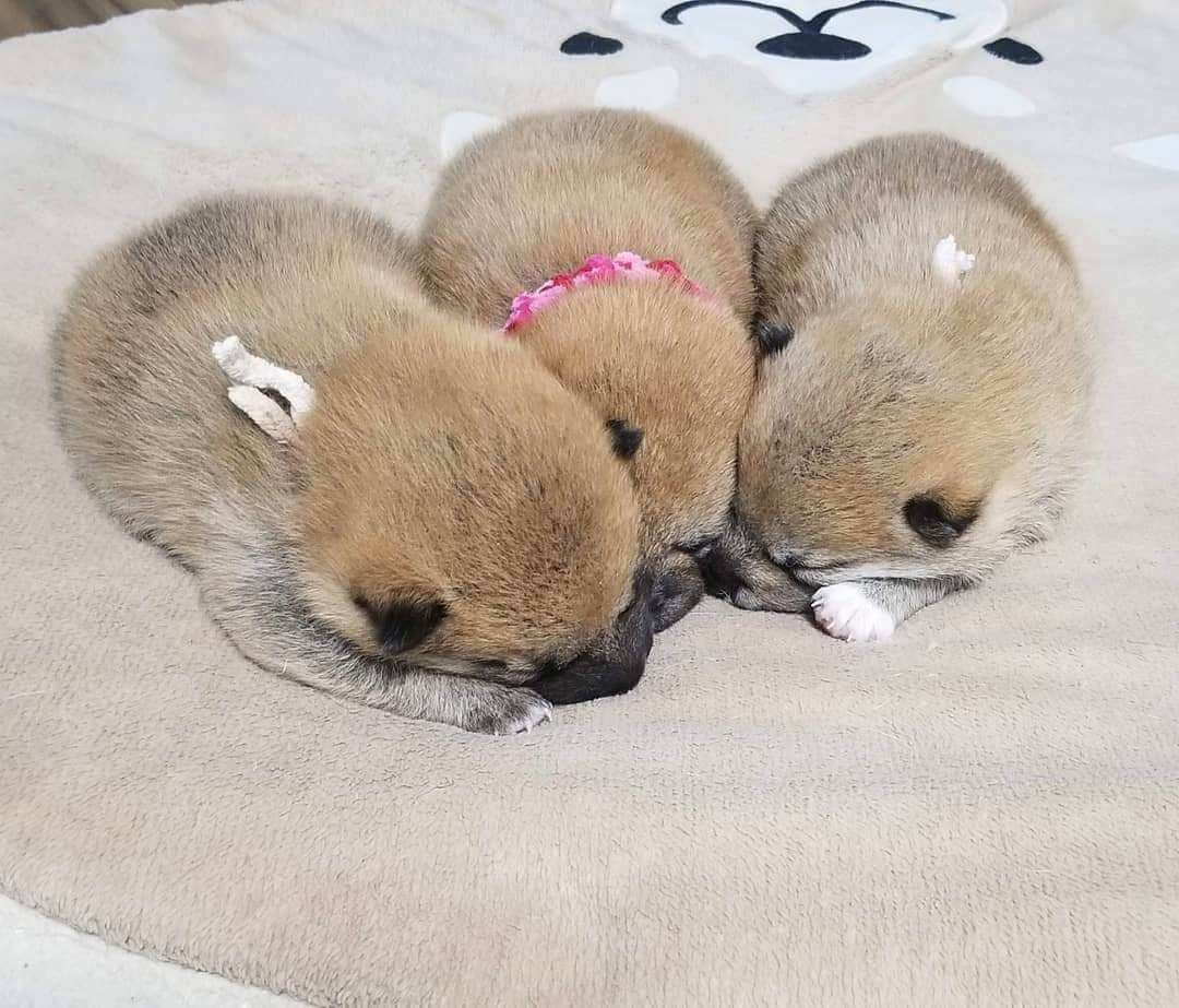 柴犬たま Shibainu Tamaのインスタグラム