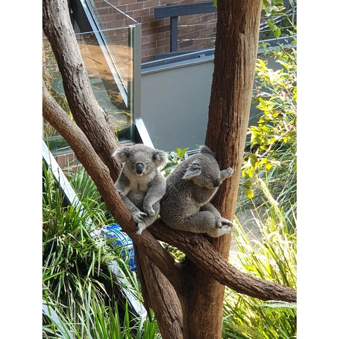 DAY6さんのインスタグラム写真 - (DAY6Instagram)「Thank you Australia for another amazing experience!! Hope you had a great time too! See you soon!!」11月18日 20時01分 - day6kilogram