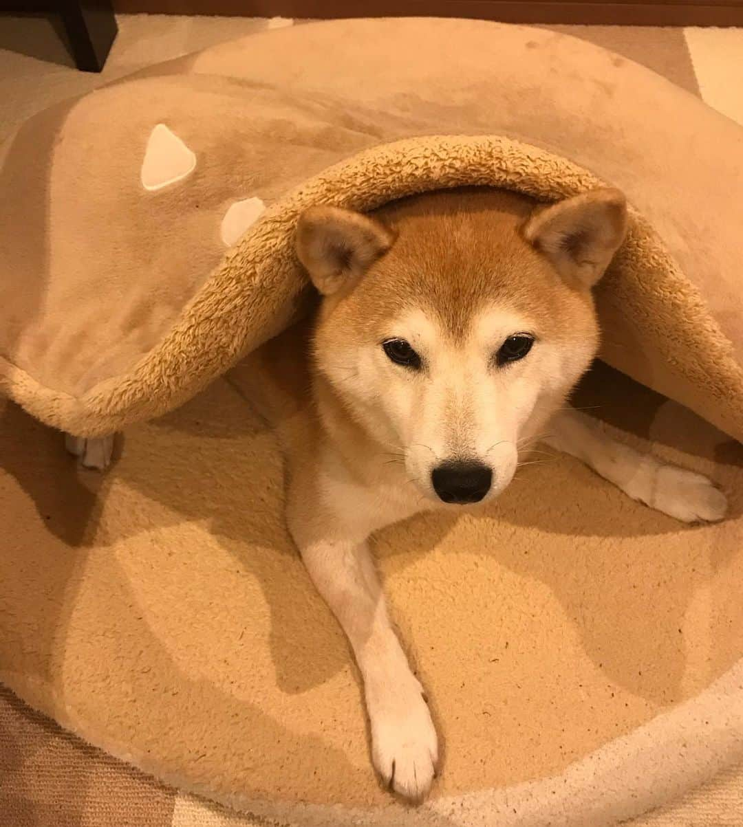 柴犬のモモさんのインスタグラム写真 - (柴犬のモモInstagram)「キャベツに釣られて中に入れられた #いぬ #イヌ #犬 #柴犬 #赤柴 #日本犬 #犬バカ部 #ふわもこ部 #いぬら部 #癒しわんこ #柴犬マニア #犬のいる暮らし #口角キュキュッと部 #shiba #shibainu #shibadog #dogstagram #dogsofinstagram #shibastagram #shibasofinstagram #shibamania #inu #instadog #toyota_dog」11月18日 20時07分 - shi_ba_i_nu_momo