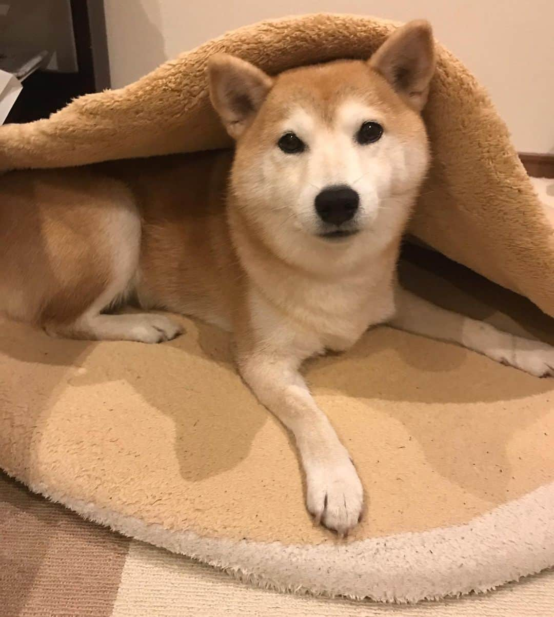 柴犬のモモさんのインスタグラム写真 - (柴犬のモモInstagram)「キャベツに釣られて中に入れられた #いぬ #イヌ #犬 #柴犬 #赤柴 #日本犬 #犬バカ部 #ふわもこ部 #いぬら部 #癒しわんこ #柴犬マニア #犬のいる暮らし #口角キュキュッと部 #shiba #shibainu #shibadog #dogstagram #dogsofinstagram #shibastagram #shibasofinstagram #shibamania #inu #instadog #toyota_dog」11月18日 20時07分 - shi_ba_i_nu_momo