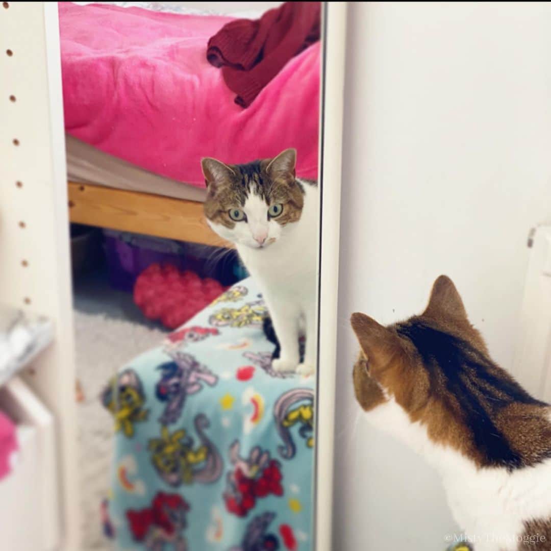 Misty The Moggieのインスタグラム：「Who’s that good lookin kitty in the mirror? 😻」