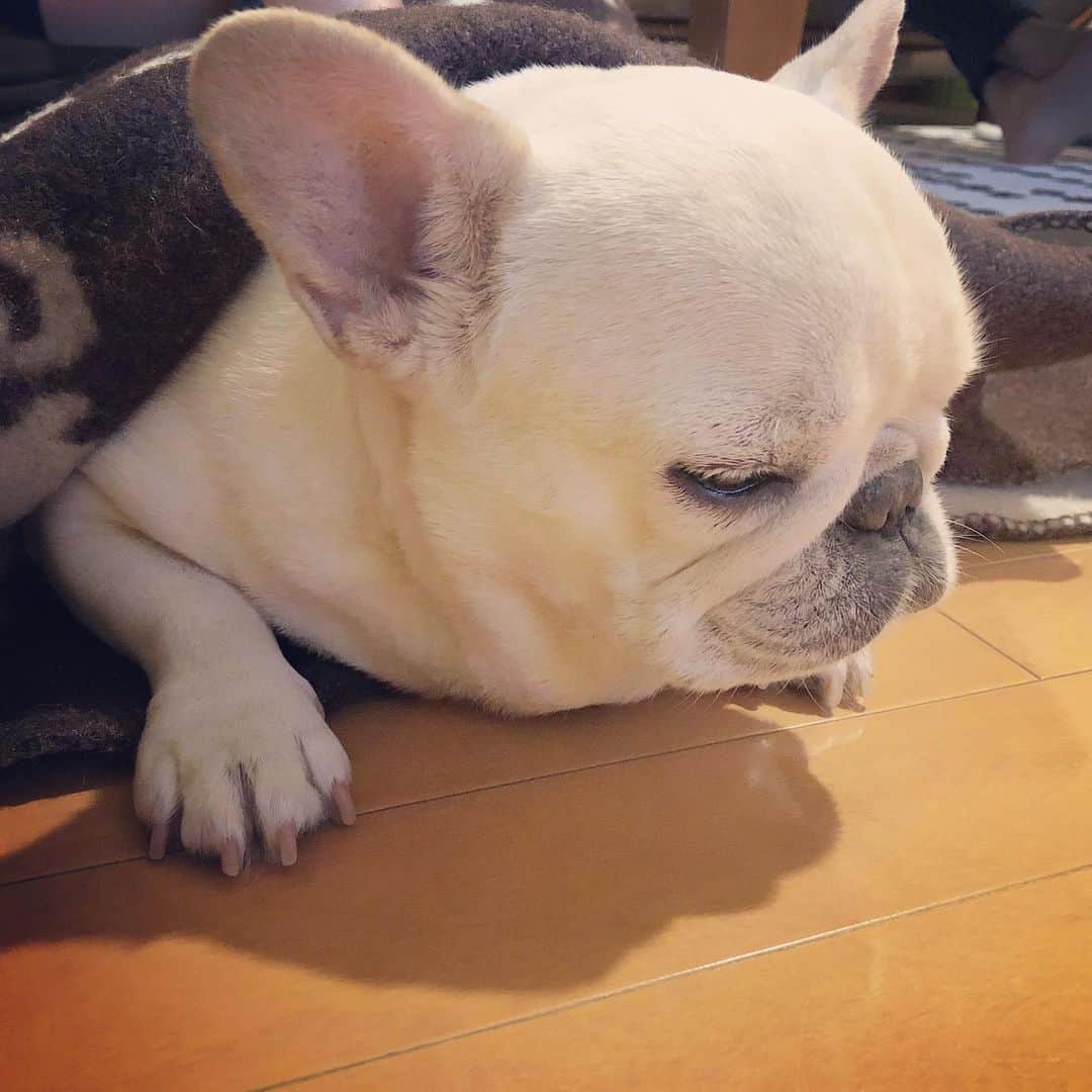 タニム（マーブル母）のインスタグラム：「* 今日は7回目のうちの子記念日✨ これからもずっと一緒だよ😘❤️ * #ねむねむマーちゃん #うちの子記念日 #私のアモーレ🐷❤️」