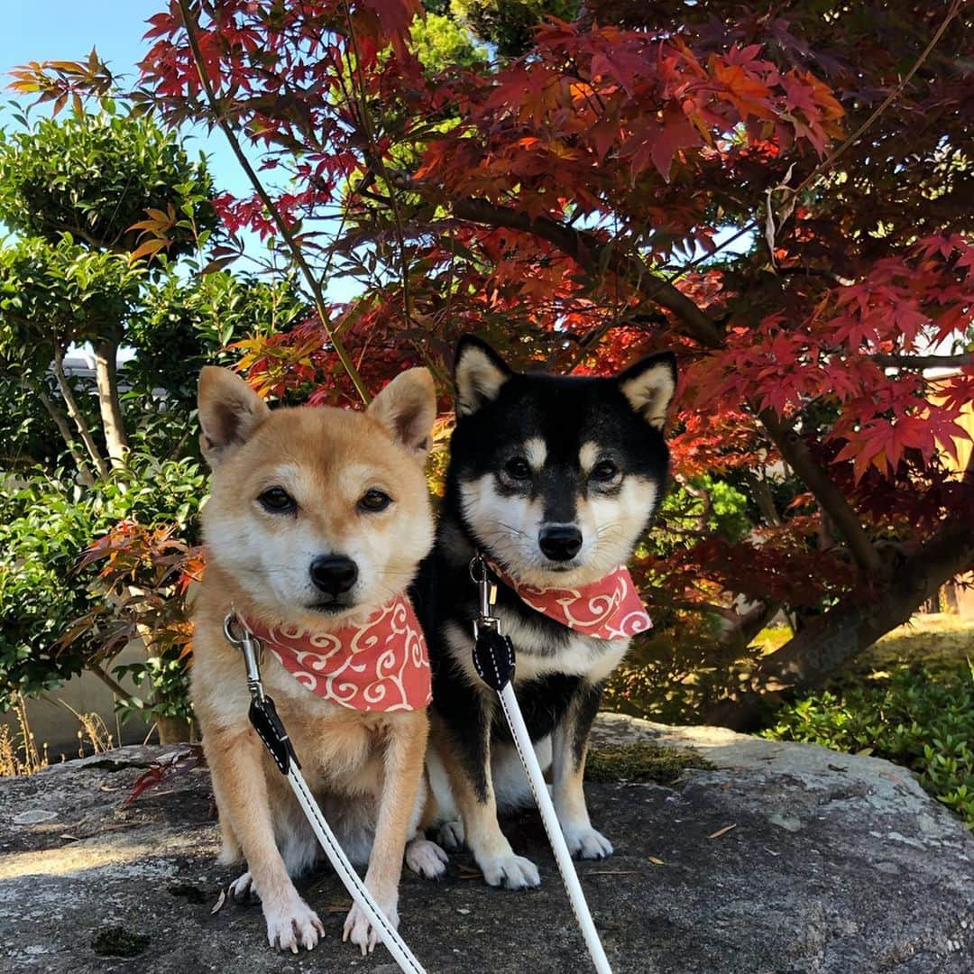豆柴なつ&ふゆのインスタグラム