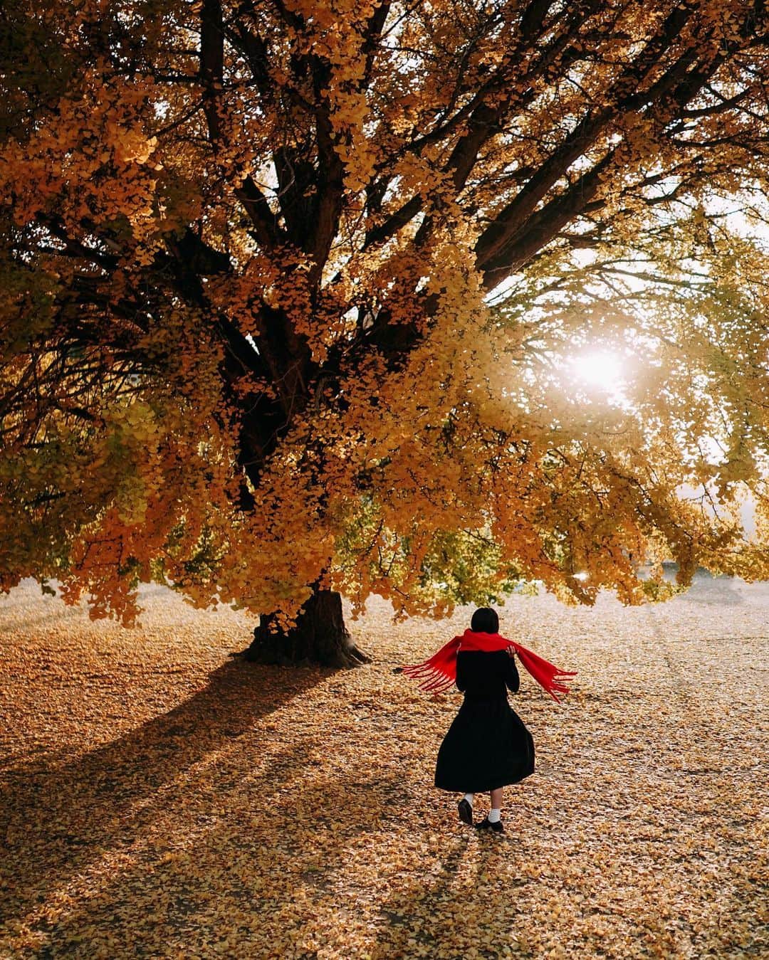 wacameraのインスタグラム：「One of the big Ginko tree in Japan. こないだ、たまたま通りかかったショーウィンドウでマネキンが着ていたタートルのざっくりニットがかわいくて、一目惚れしたので買おうとレジに向かいました。でも白とグレーで迷った挙句、普段試着しないのだけど、なんとなくどちらが良いか試着してみようと思い立ちました。 試着室にいそいそと向かって、着ていた服を勢いよく脱ぎ捨て、ふわふわのニットを着た私を、外していた眼鏡をかけて(さぞかし似合っているだろうな♡)と心躍らせながら無駄に大きな鏡でみた私。 . 「首に鞭打ちのコルセットはめてるやん…」 . 首が異様に短い私にはそのざっくりが故の高めのタートルがまるで、コルセットのようになってしまってました。 みんな…試着は大切だよ(꒦ິ⌑꒦ີ)？」