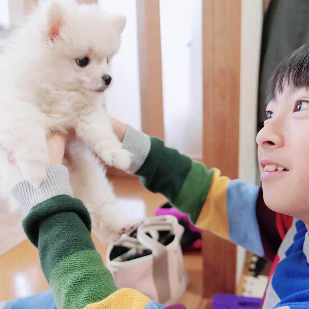 太陽チャンネルのインスタグラム：「動画みてくれましたか🧞‍♂️ 弟ができました🐶♡ ぽこです🐶よろしくね♡ @pocoapoco0907  まさか我が家でわんこ🐶飼うなんて思いもしなかったんだけど、毎日がとても愛おしい😙💕もちろん金たもすいかも大事な家族よ♡ぽこのYouTube新チャンネルもよろぽこ🐶💕 #ポメラニアン #ぽめすたぐらむ #太陽チャンネル #子犬」