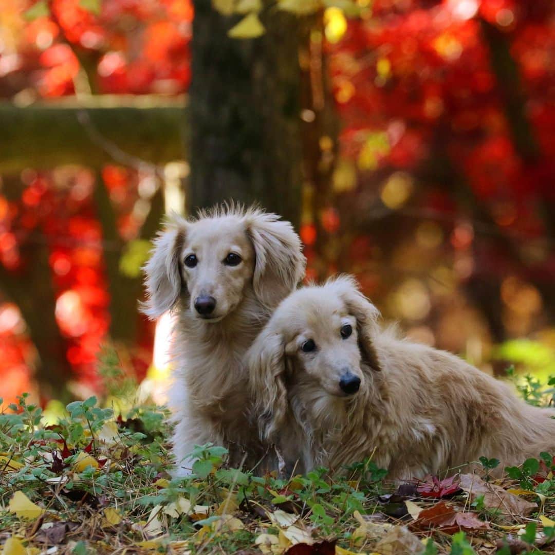 ハッチ＆ニコのインスタグラム：「ハッチは傾げちゃうんだよね🐶🍁 #カメラ嫌い同好会 #pecoいぬ部 #犬の生活が第一 #癒しわんこ #dachshund #犬バカ部 #短足部 #ふわもこ部 #tokyocameraclub #東京カメラ部」