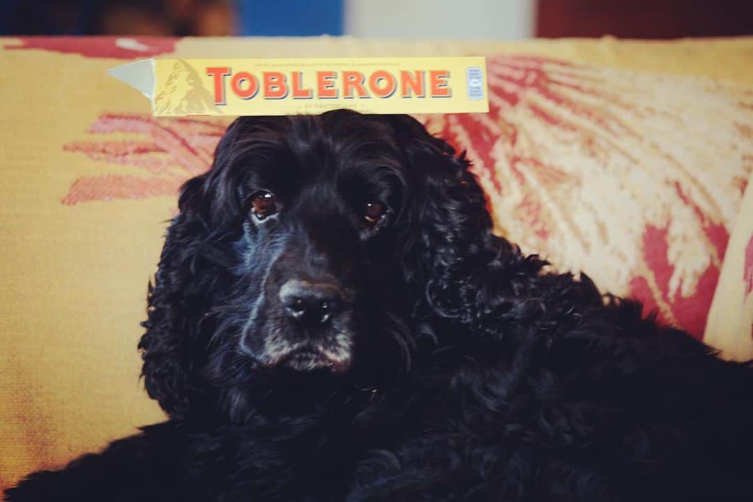 小林十市さんのインスタグラム写真 - (小林十市Instagram)「Isao #cockerspaniel & #toblerone #mondaymotivation」11月18日 21時39分 - monsieur_11