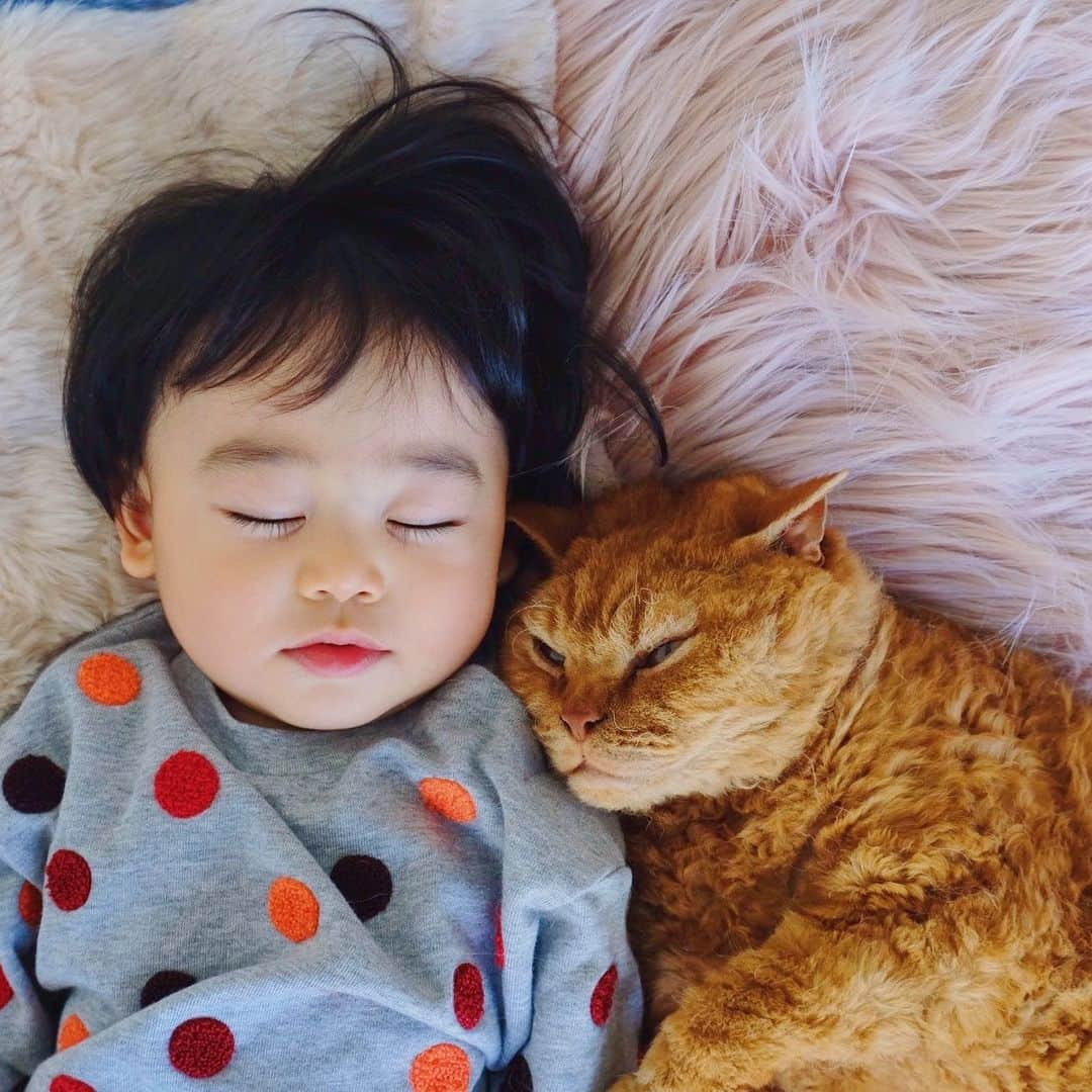 ギネス & ピムスさんのインスタグラム写真 - (ギネス & ピムスInstagram)「18/11/2019 Happy Monday! ・ Monday?  It makes no difference to us. Let’s take a nap😴 Have a great week everyone! ・ ・ 月曜日だろうと休日だろうと 彼らには全く関係ないのであった。 寝る子は育つ。 ☝︎右は育ちすぎ！笑 それでは 今週もよろしくお願いします♬ ・ ・ #ピムスくん #ギネピムと凪くん  #11monthsold #生後11ヶ月  #babyboy #男の子ベビー #赤ちゃんのいる生活 #赤ちゃんのいる暮らし #赤ちゃんと猫 #猫と赤ちゃん #ベビー服」11月18日 22時15分 - rina_takei