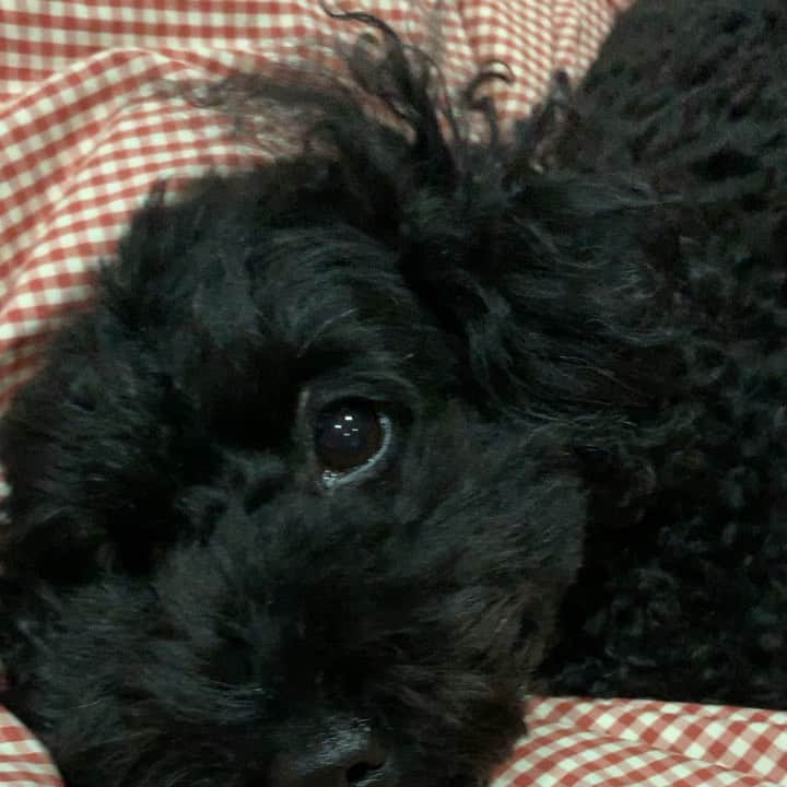 のインスタグラム：「殿君は目が合っただけで尻尾を振ってくれます。癒されます。#黒トイプードル」