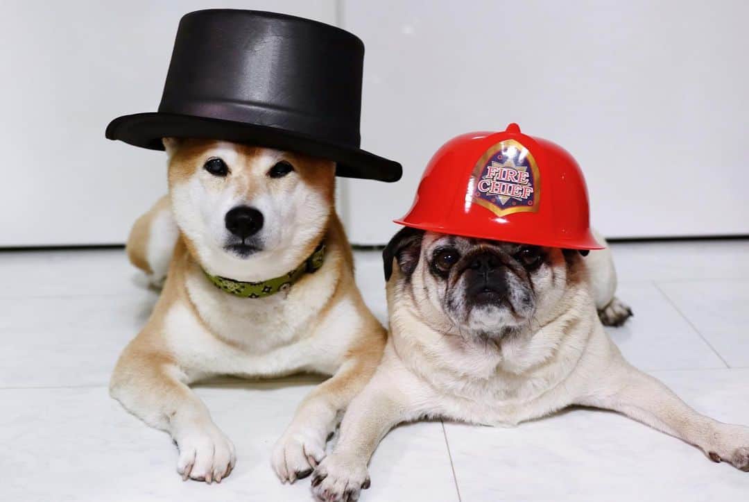 T&P Brothersさんのインスタグラム写真 - (T&P BrothersInstagram)「エマが100均で気に入った帽子たち👨🏻‍🚒 独特な趣味をお持ちのようで、色んなおもちゃがあるにも関わらずこのチョイス😂 ②写真撮っていたらアシスタント並みに帽子の角度直していました。笑  #shiba #pug #pugstagram #dog #柴 #柴犬 #パグ #tora #pom #トラ #ポム #柴パグ #시바 #퍼그 #泥料 #巴哥」11月18日 22時28分 - tora_pom_happylife